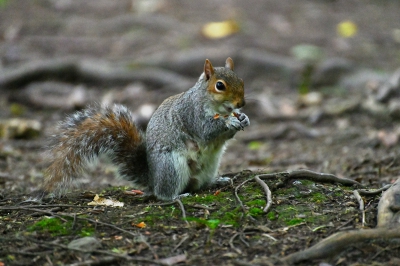 Grey Squirrel Smiling